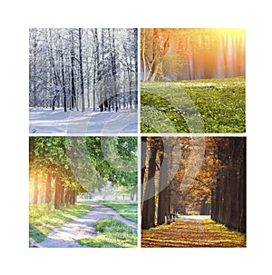 Collage seasons . All season. Seasons in one photo. Winter spring summer autumn. Tree branch. Grass with dew. Nature