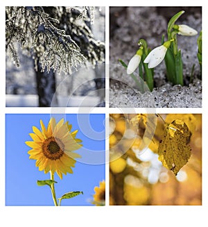 Collage seasons . All season. Seasons in one photo. Winter spring summer autumn. Tree branch. Grass with dew. Nature