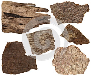 Collage set of dried bark and parts of pine tree trunk isolated