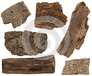 Collage set of dried bark and parts of pine tree trunk isolated