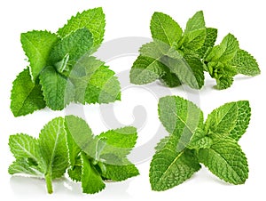 Collage set Fresh green leaf mint Isolated on white background.