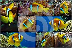 Collage - set of Nemo fish - Tropical clown fish