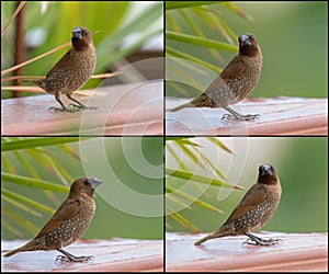 Collage set of Scaly-breasted Munia bird in brown color
