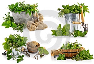 Collage set Spicy herbs in basket Gardening farming Still life