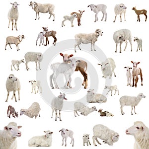 Collage of sheep in various situations isolated on a white