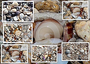 Collage of shells washed up on the sandy shore at Hutt's beach near Bunbury western Australia