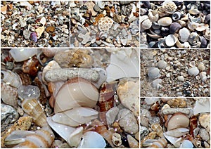 Collage of shells washed up on the sandy shore at Hutt's beach near Bunbury western Australia on a fine sunny winter morning.