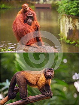 Collage of small monkeys sitting on a tree.