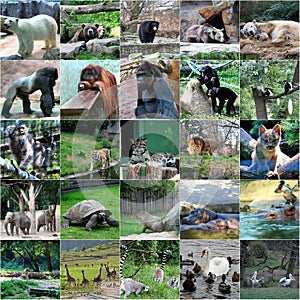 Collage of some wild animals