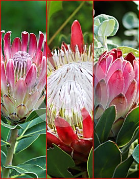 Collage of spring proteas