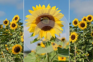 Collage - sunflowers and blue sky