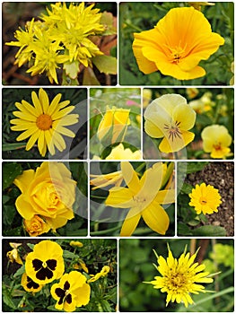 collage of ten yellow garden flowers: pansies, lily, rose, marigold, californian poppy