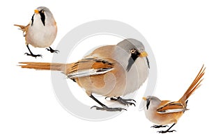 Collage of three Bearded Reedling or Beraded tit, panurus biarmicus, male. Isolated on white background