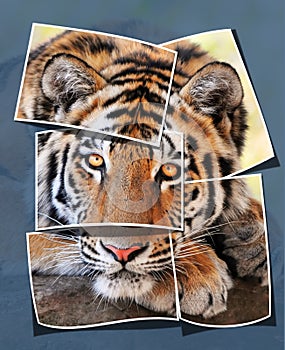 Collage tiger