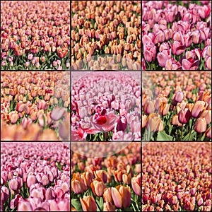 Collage with tulips fowers photo