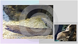 Collage of two images of sea fish Moray eels in an aquarium