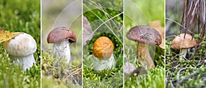 Collage of variable edible mushrooms in the forest