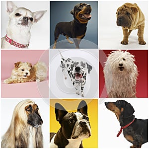 Collage of various pet dogs