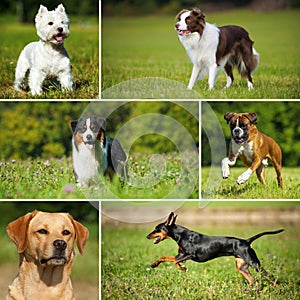 Collage of various pictures of breed dogs