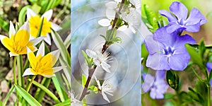 ÃÂ¡ollage of various spring flowers photo