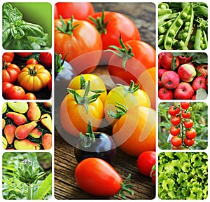 Collage of vegetables and fruit - products of vegetable garden. Healthy eating consept. Gardening background