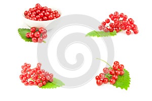 Collage of viburnum opulus on a white background