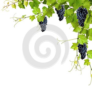 Collage of vine leaves and blue grapes