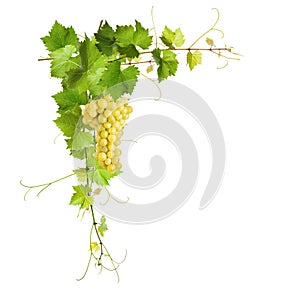 Collage of vine leaves and yellow grapes