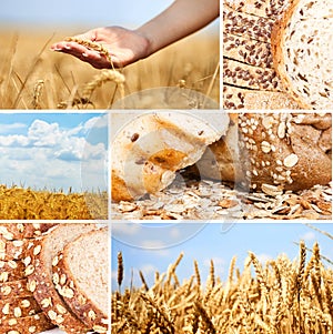 Collage wheat