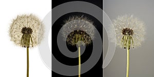 Collage of white dandelion on three different backgrounds