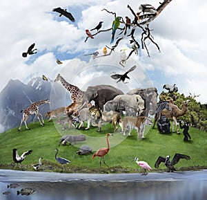 A Collage Of Wild Animals And Birds