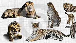 A collage of wild animals