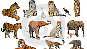 A collage of wild animals