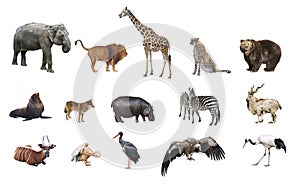 A collage of wild animals