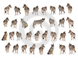Collage of wolves canis lupus isolated