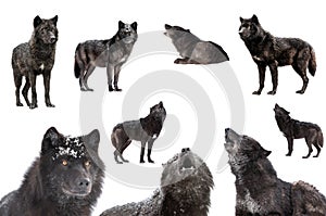 Collage of wolves winter isolated on a white