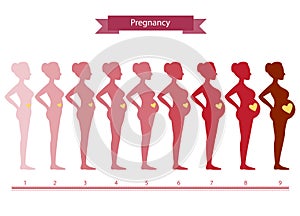 Collage of woman in pregnancy stages on white , illustrations