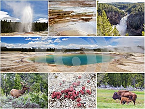 Collage of Yellowstone National Park, Wyoming, USA