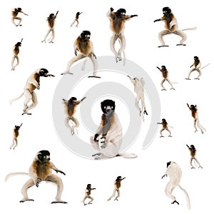 Collage of Young Crowned Sifaka photo