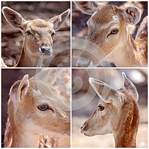 Collage Of A Young Doe Deer In Close-up
