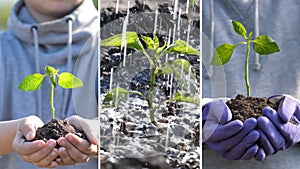 collage. Young sprout in the hands of a young farmer. rain on the sprout. Close-up of seedlings. Green Planet