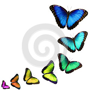 Collage of zooming butterflies of different colors isolated on white background