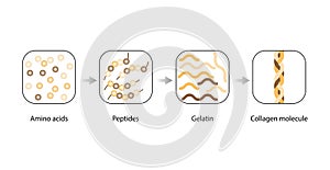 Collagen synthesis. From Amino acids, Peptides and Gelatin to Collagen molecule. Anti-aging therapy. Vector illustration. photo