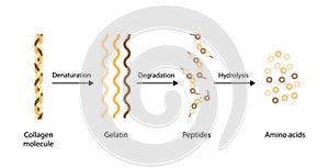 Collagen Digestion, Denaturation, Degradation. Collagen digestion Gelatin Peptides and Amino acids. Vector Illustration.
