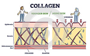 Collagen effect as younger or aging skin in anatomical view outline diagram