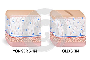 Collagen and elastine. Younger and older skin. Visual representation of skin changes over a lifetime. Collagen and