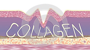 Collagen fibers regeneration. Wrinkle smoothing 3d animation