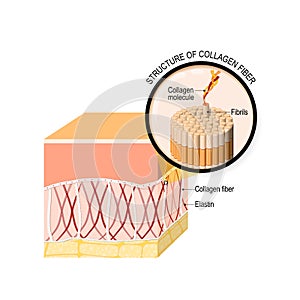 Collagen fibers in a skin. Close-up of collagen molecule photo