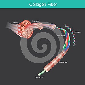 Collagen fibre. illustration for commercial about the collagen molecule and amino acid  that affect tissues