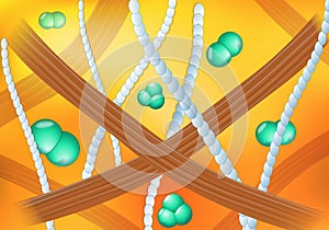 Collagen fibrils in the human skin.